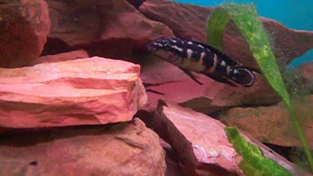 Julidochromis transcriptus Bemba смотреть онлайн