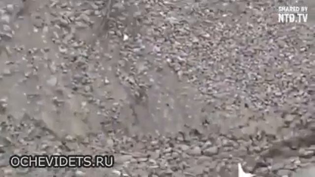 Кошка спасает щенка из ямы смотреть онлайн