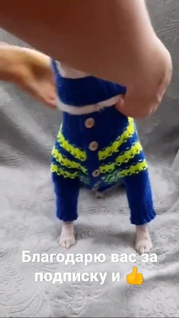 Собака, друг человека 🤣 #shorts #funny #youtubeshorts #comedy смотреть онлайн