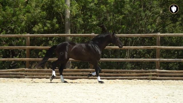 **SOLD** Staggering looking black piro free Lusitano Stallion (REF#766) смотреть онлайн
