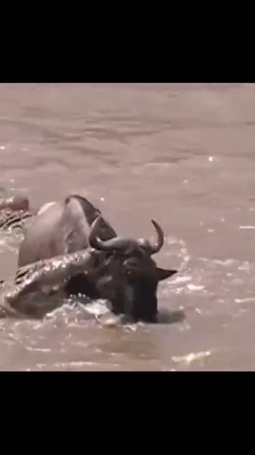 The mother antelope is unlucky when swimming through the lagoon of Crocodile #shorts смотреть онлайн