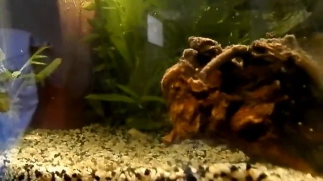 [Corydoras Trilineatus] Parade et pontes oeufs sur le thermomètre смотреть онлайн