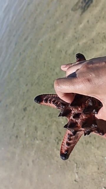 STARFISH смотреть онлайн