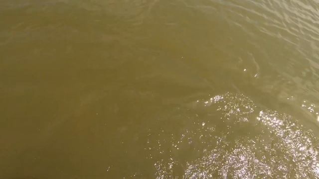 Texas alligator gar Bowfishing смотреть онлайн