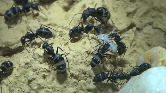 Camponotus rufoglaucus feae - 21.03.2020 смотреть онлайн