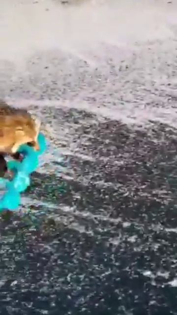 ЕНОТ ВОР ОБОСРАЛ РЫБОЛОВНЫЙ БУР!!! смотреть онлайн