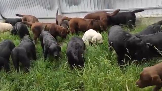 Grazing Labrador Retrievers🦮🦮🦮➡️🐐🐐🐐🤣🤣🤣🤣🤣🤣🤣🤣🤣@blackchocolatebestlabrador9626 смотреть онлайн