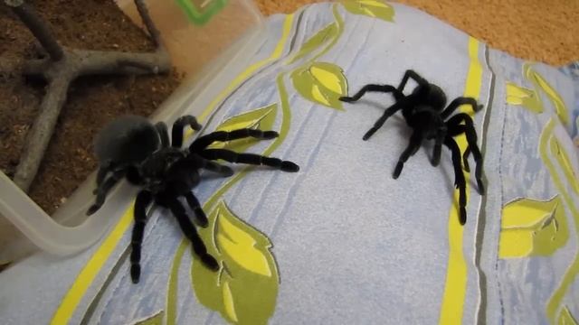 Aphonopelma caniceps drumming смотреть онлайн
