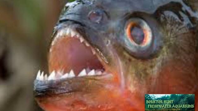PIRANHA FISH FOR SALE (TAMIL)👍🏻👍🏻 смотреть онлайн