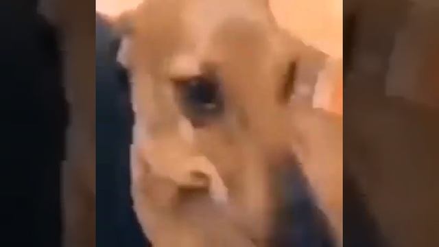 собака грустно смотрит 1 час смотреть онлайн