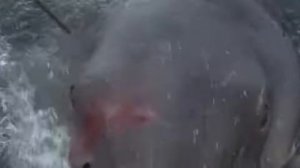 Jaws - 1975 - Ending Scene