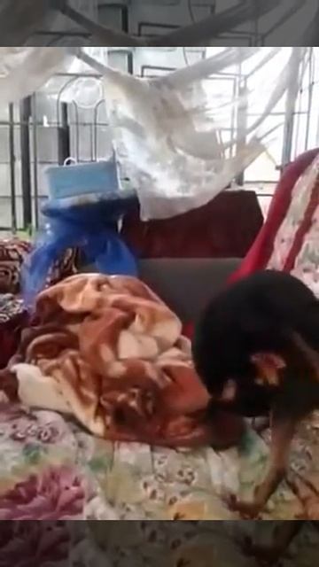 Пес отсосал сам у себя смотреть онлайн