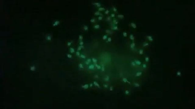L'Expedició Tara Oceans.mp4 смотреть онлайн