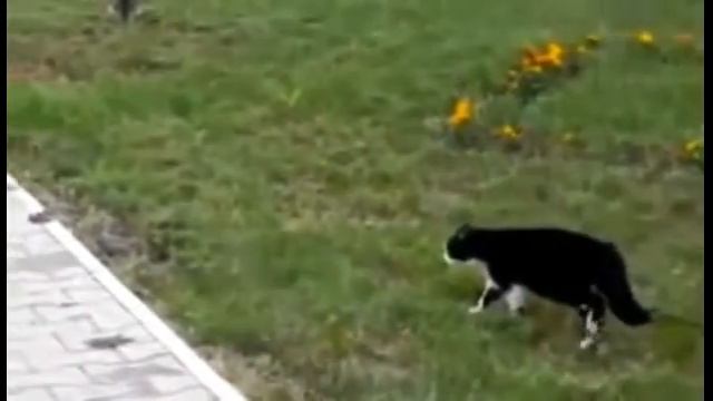 Собака - рисовака. смотреть онлайн