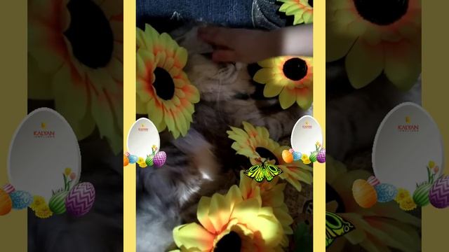 с праздником 💖🐈💖🐈 смотреть онлайн