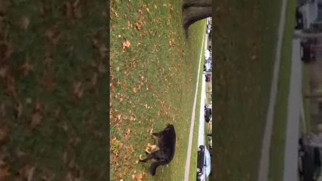 Bear Dog facing off with the squirrel смотреть онлайн