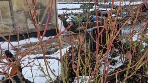 1000006812.mp4Как зимует моя голубика