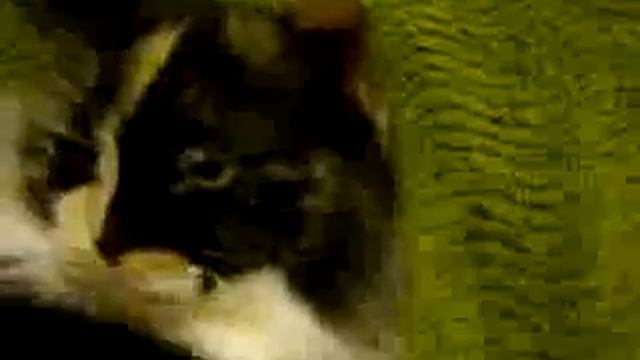 Мешаем спать кошке смотреть онлайн
