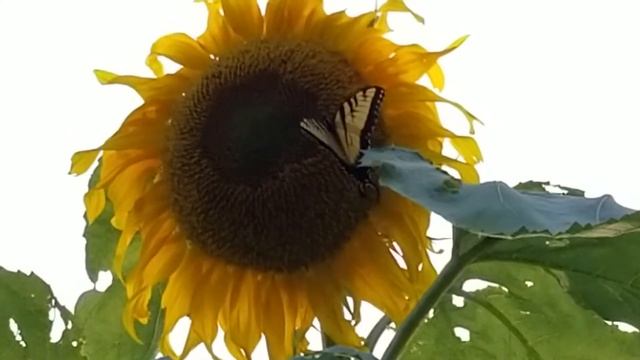 Tiger Swallowtail on a Sunflower смотреть онлайн