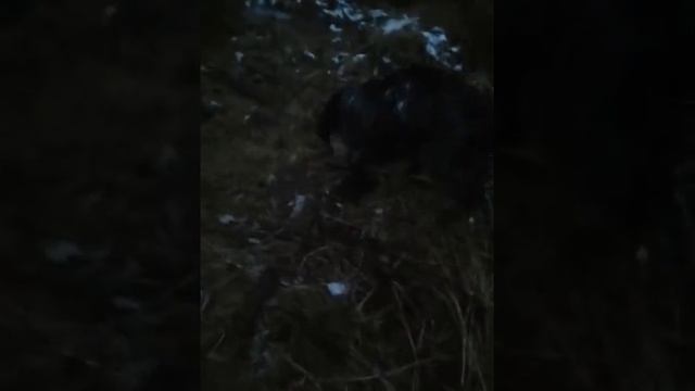 ОХОТА НА ВАЛЬДШНЕПА 21.04.2021 смотреть онлайн