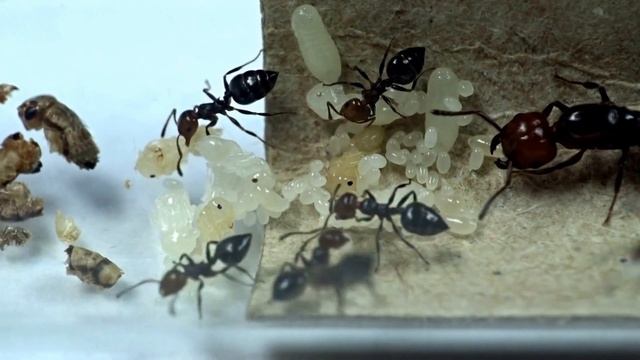 Crematogaster scutellaris смотреть онлайн