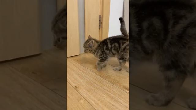 шотландские страйт и вислоухие смотреть онлайн