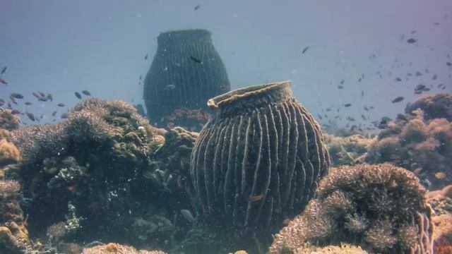 Underwater photography wide angle shots. смотреть онлайн