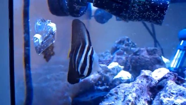 sailfin tang in his new home смотреть онлайн