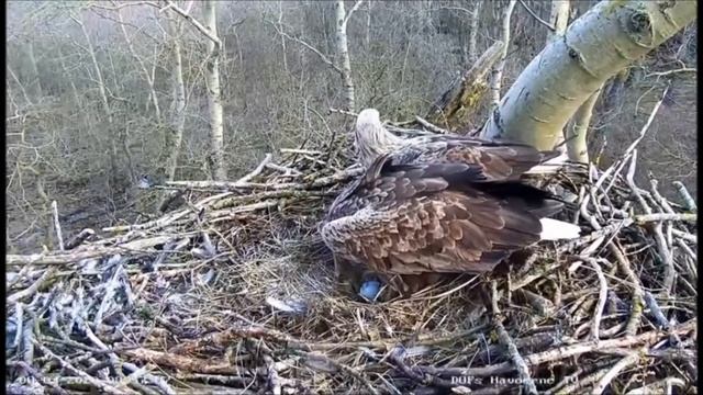 Орлан Дания 08032020 смотреть онлайн