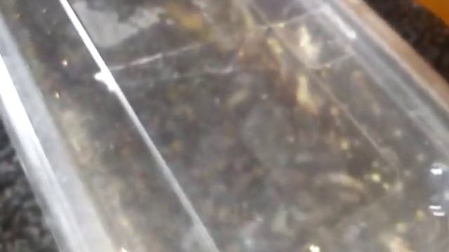 My mantis loves flys plus a mantis molt :) смотреть онлайн