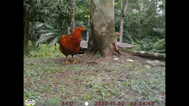 Trail Camera Reviews: Clear Night Images & Brilliant Color Videos Bolyguard SG2060 смотреть онлайн