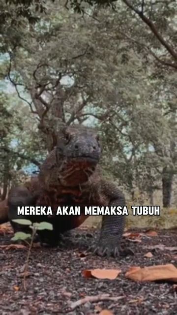 Komodo Sehebat Ini? #faktaunik #hewan смотреть онлайн