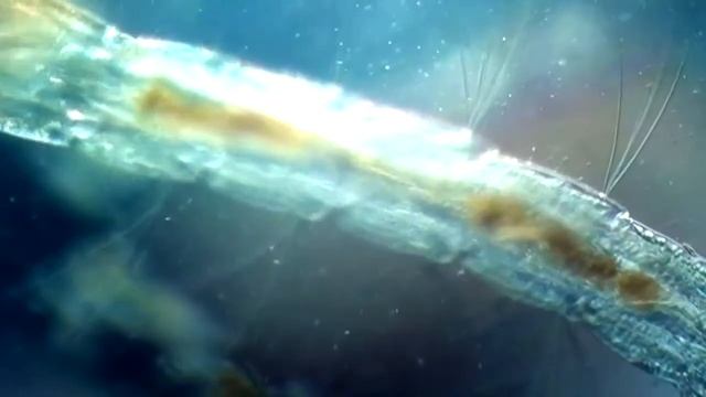 Cricotopus larvae смотреть онлайн