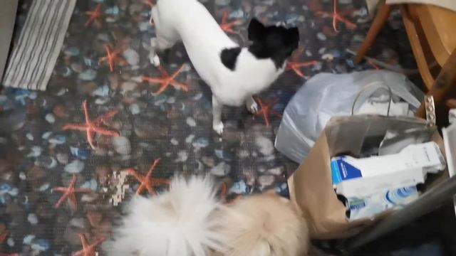 Тайра в гостях. Приехала Шанталь(3) смотреть онлайн