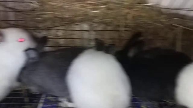 Кролики 2 смотреть онлайн