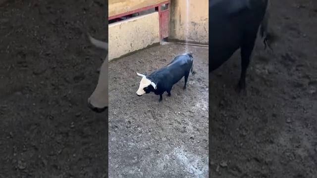 Бешеный бык смотреть онлайн