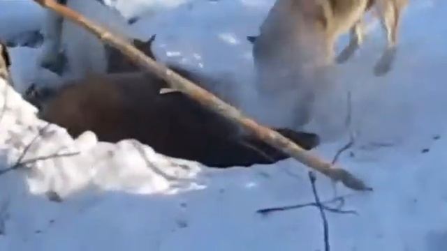 Охота на медведя смотреть онлайн