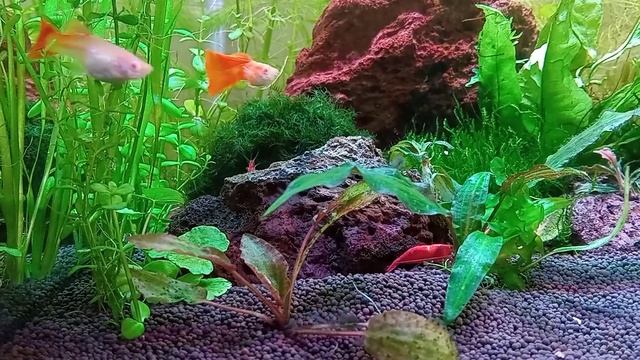 Гуппи, Red Full Albino (ждём потомство). смотреть онлайн