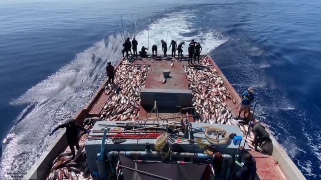 This is pole-and-line fishing. 50+ tons of tuna in a few hours ✌️🎣 смотреть онлайн