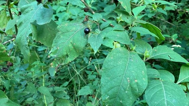 Förster Klaus - Waldgruß #44 - deadly nightshade смотреть онлайн