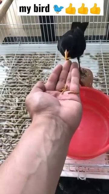 Дрозды ручной птица 🐦#shorts #birds смотреть онлайн