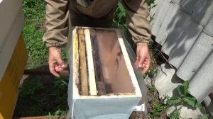 Однорамочные отводки. Развитие на 51 день после создания.  Пасека с нуля.