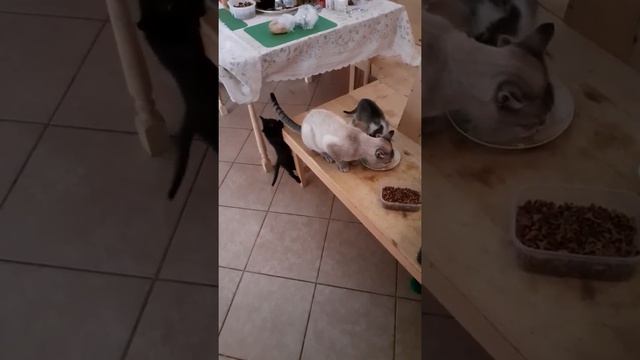 Kitten Honey attempt to be a climber :) Part 2 смотреть онлайн