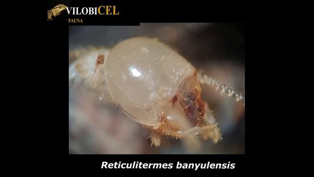 Reticulitermes banyulensis смотреть онлайн