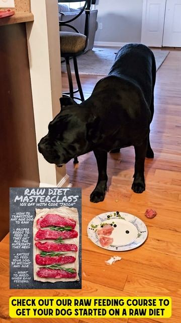 Cane Corso Eats Chicken Bones # #shorts #raw смотреть онлайн