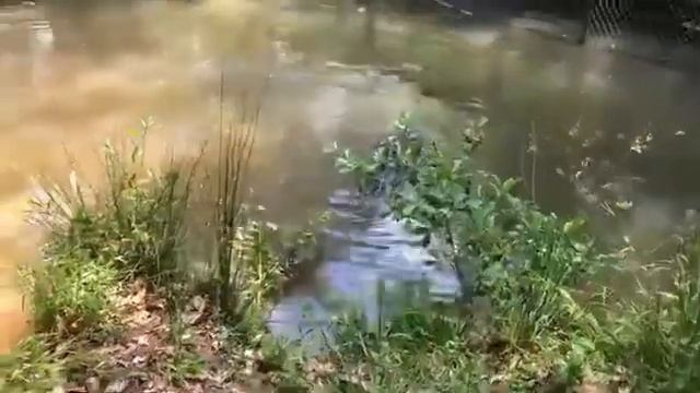 Z-Learning Ep. 34 Part 3: Midlands Gives - Alligator Feeding смотреть онлайн