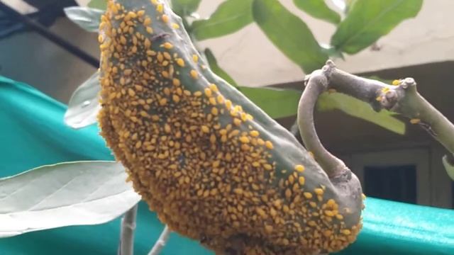 Aphis Nerii смотреть онлайн