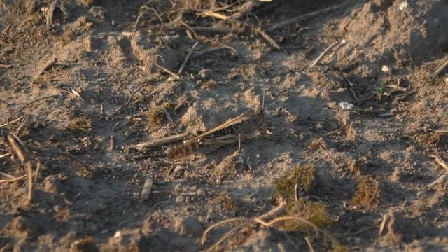 S2510020 маскировка саранчи смотреть онлайн