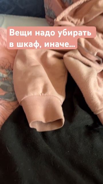 ЭТО в кровати никто не ожидает 😂 #крысы #крыса #животные смотреть онлайн