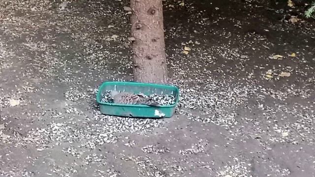 наша горлица скоро улетит смотреть онлайн